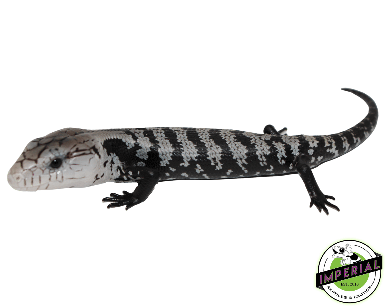 Axanthic Halmahera Blue Tongue Skink Baby — image 2