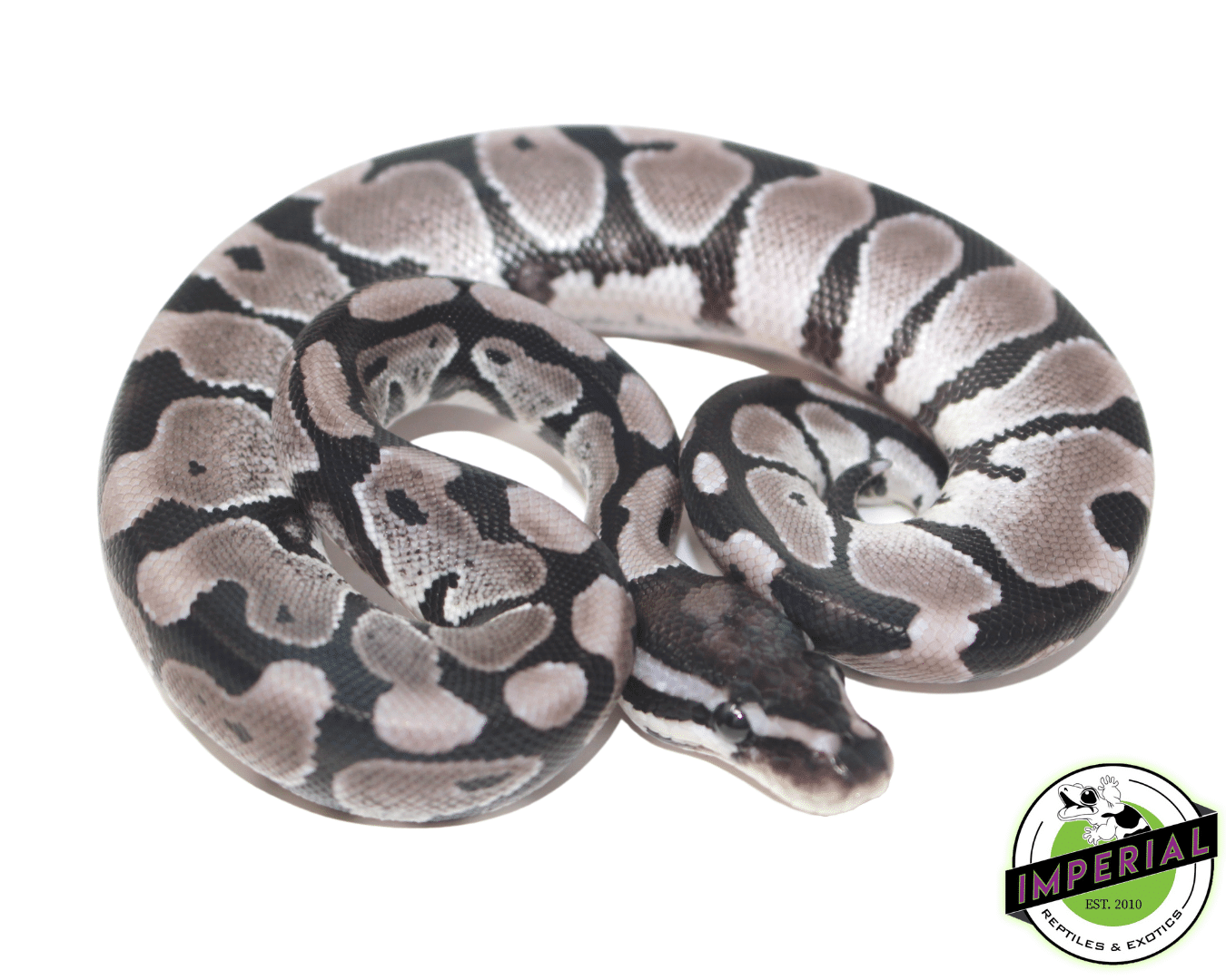 Axanthic (VPI) Ball Python