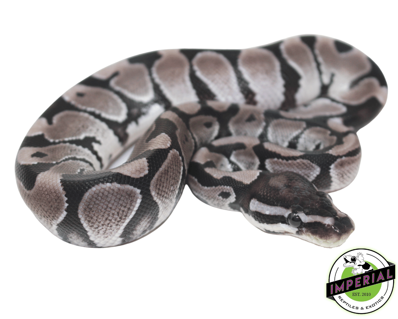 Axanthic (VPI) Ball Python — image 2