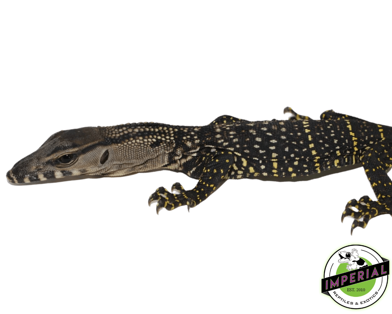Baby Black Roughneck Monitor — image 2