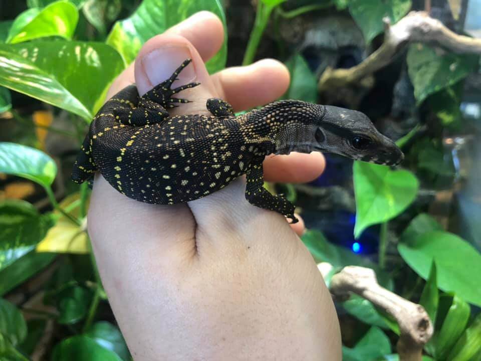 Baby Black Roughneck Monitor — image 3