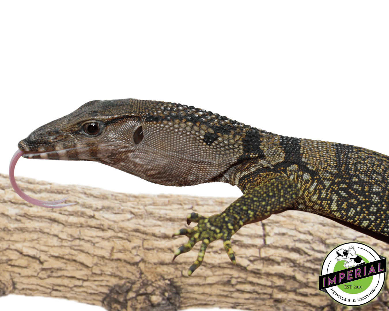 Baby Black Roughneck Monitor