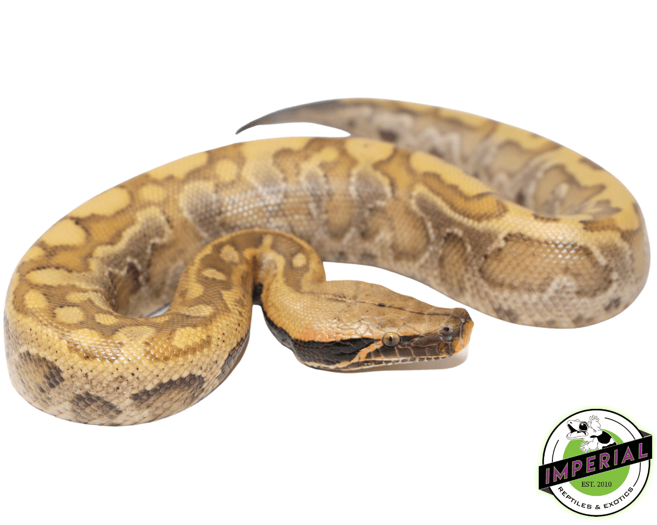 Baby "Blonde" Bangka Blood Python — image 2