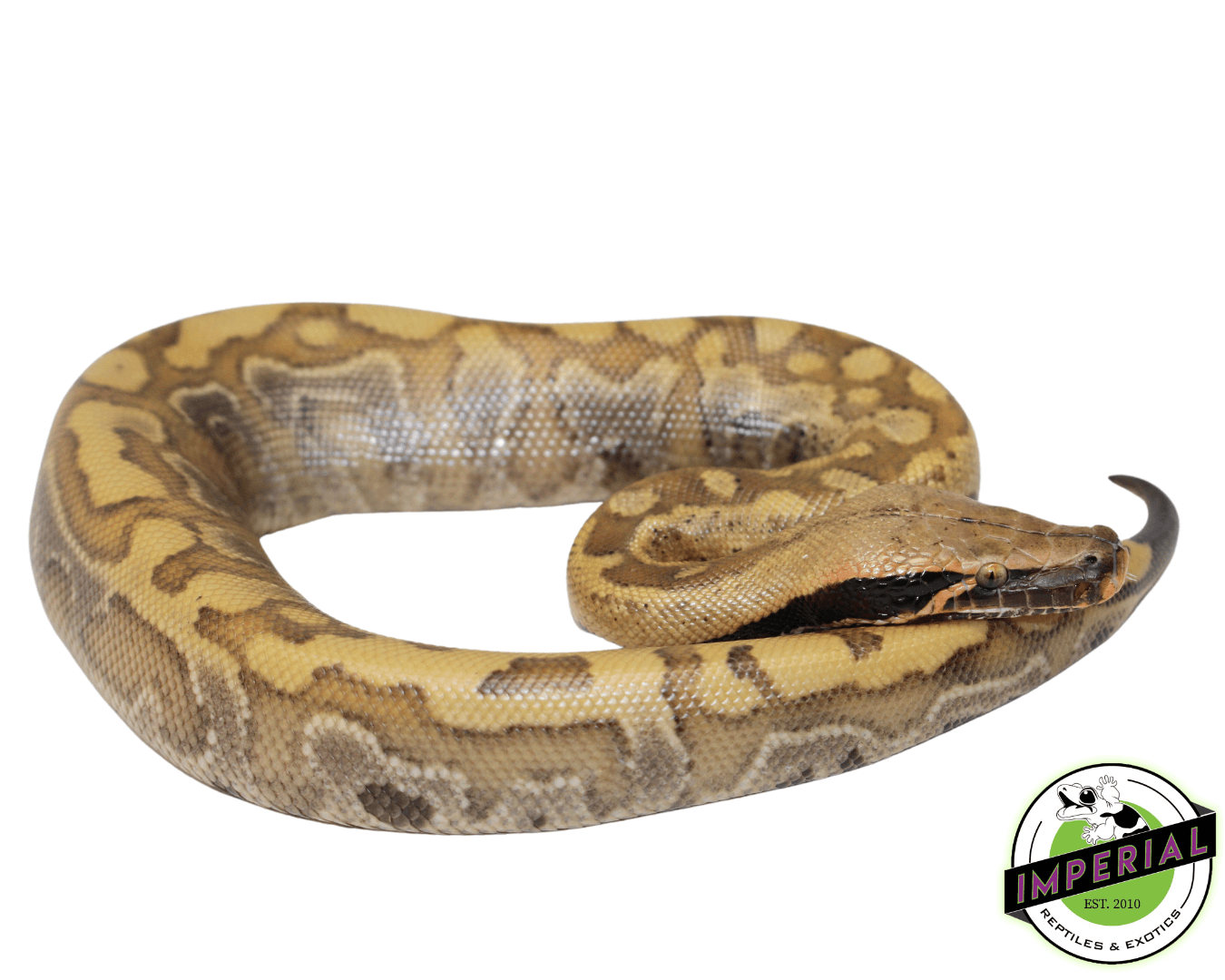 Baby "Blonde" Bangka Blood Python