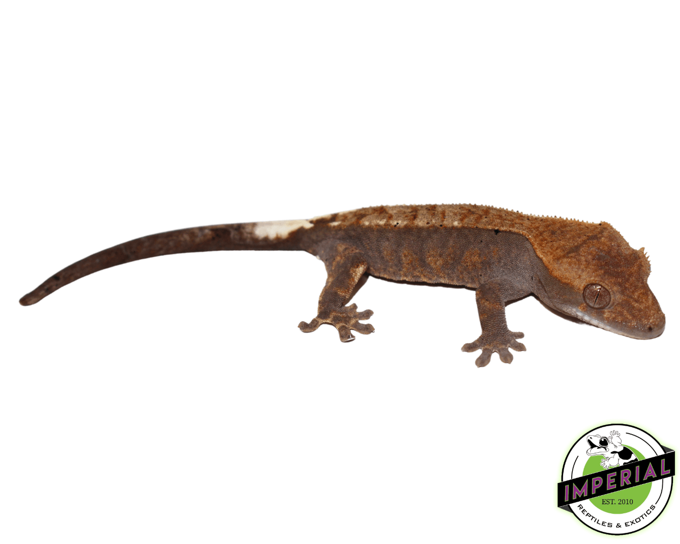 Baby Cappuccino Crested Gecko (#32823-1)