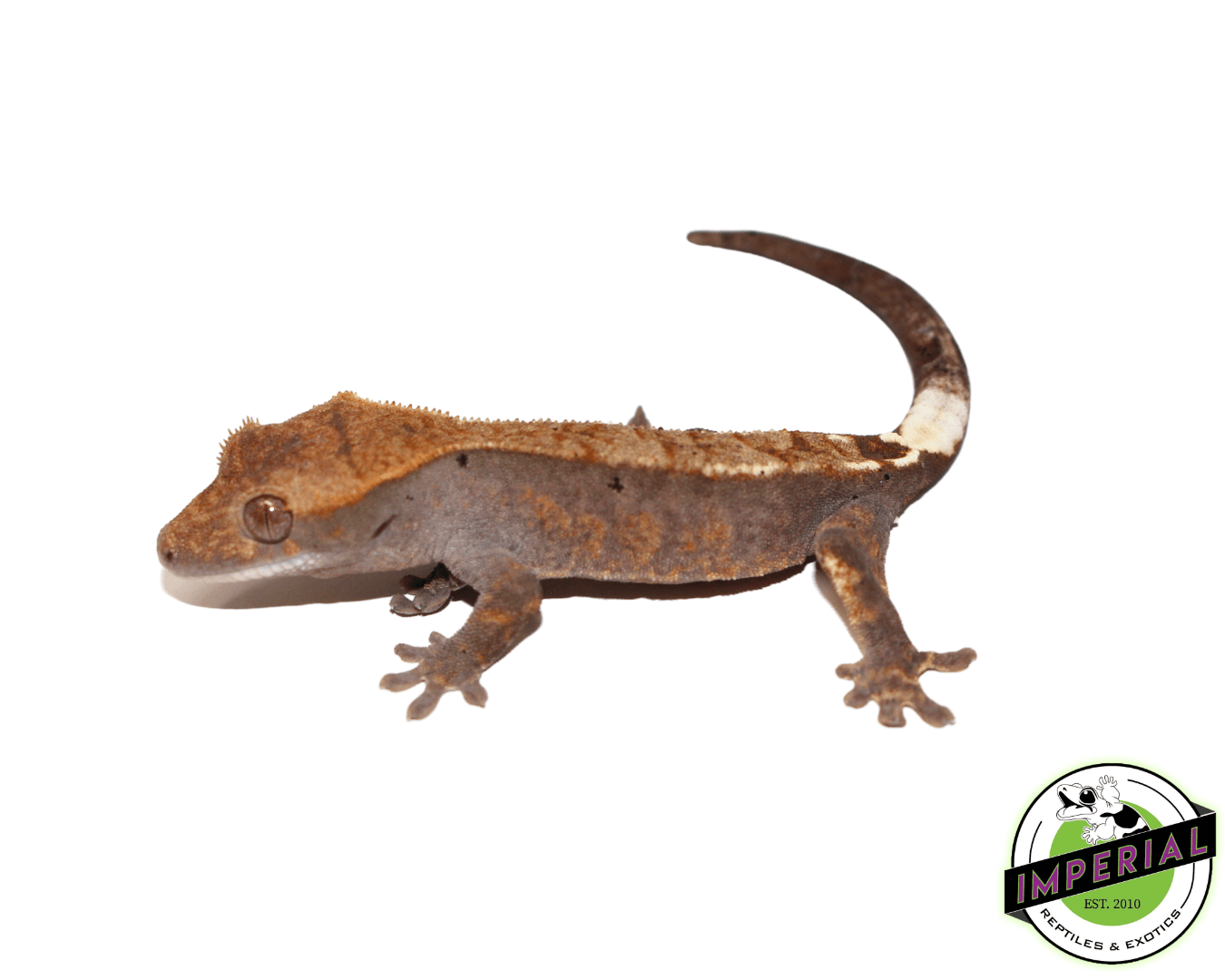 Baby Cappuccino Crested Gecko (#32823-1) — image 2