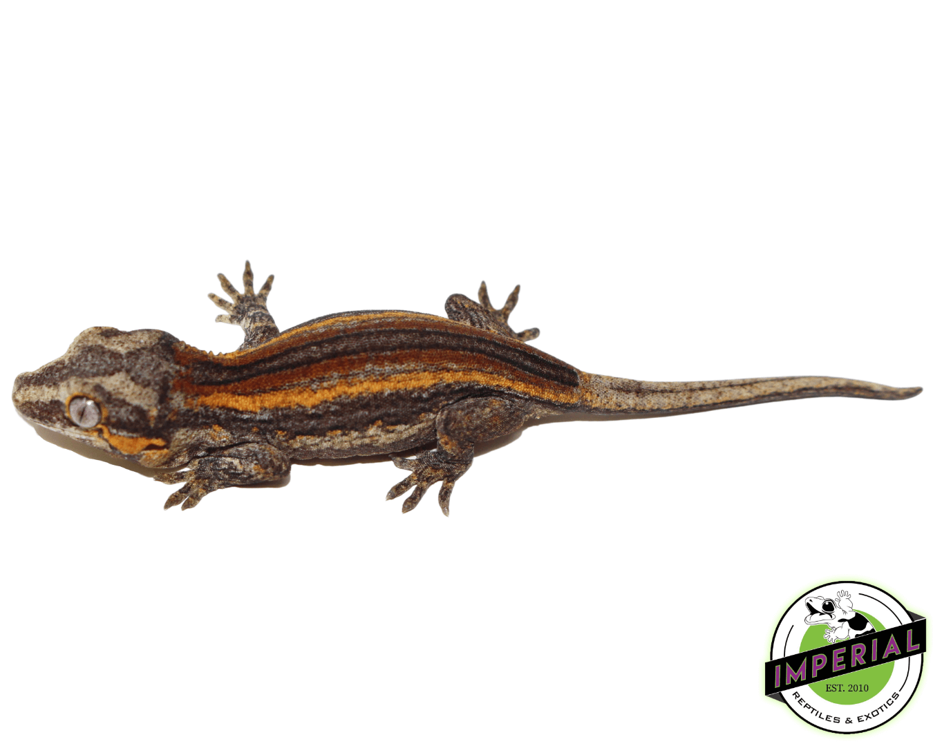 Baby Color Stripe Gargoyle Gecko (#32323-03)