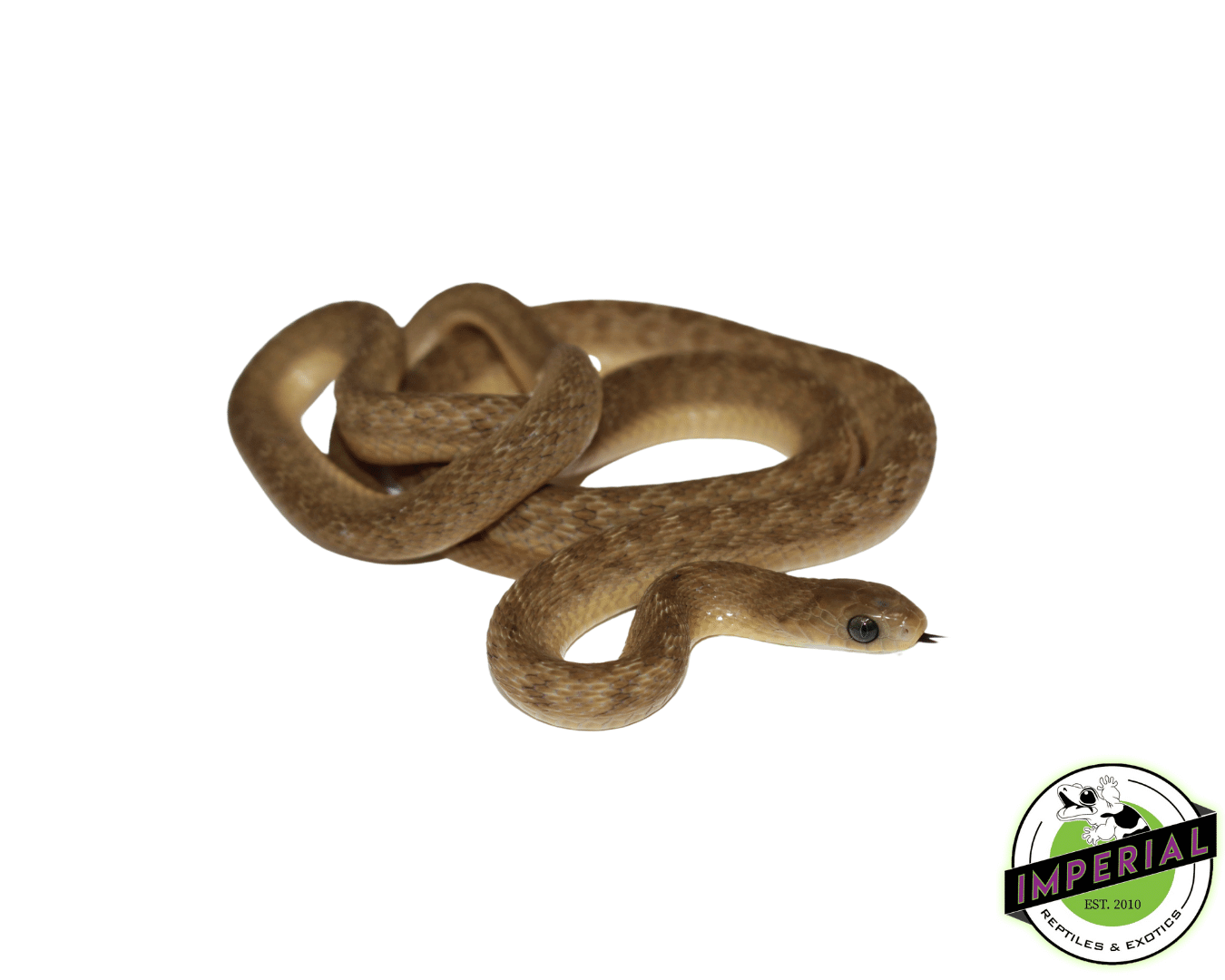 Baby Egg Eating Snake (DASYPELTIS GANSI)
