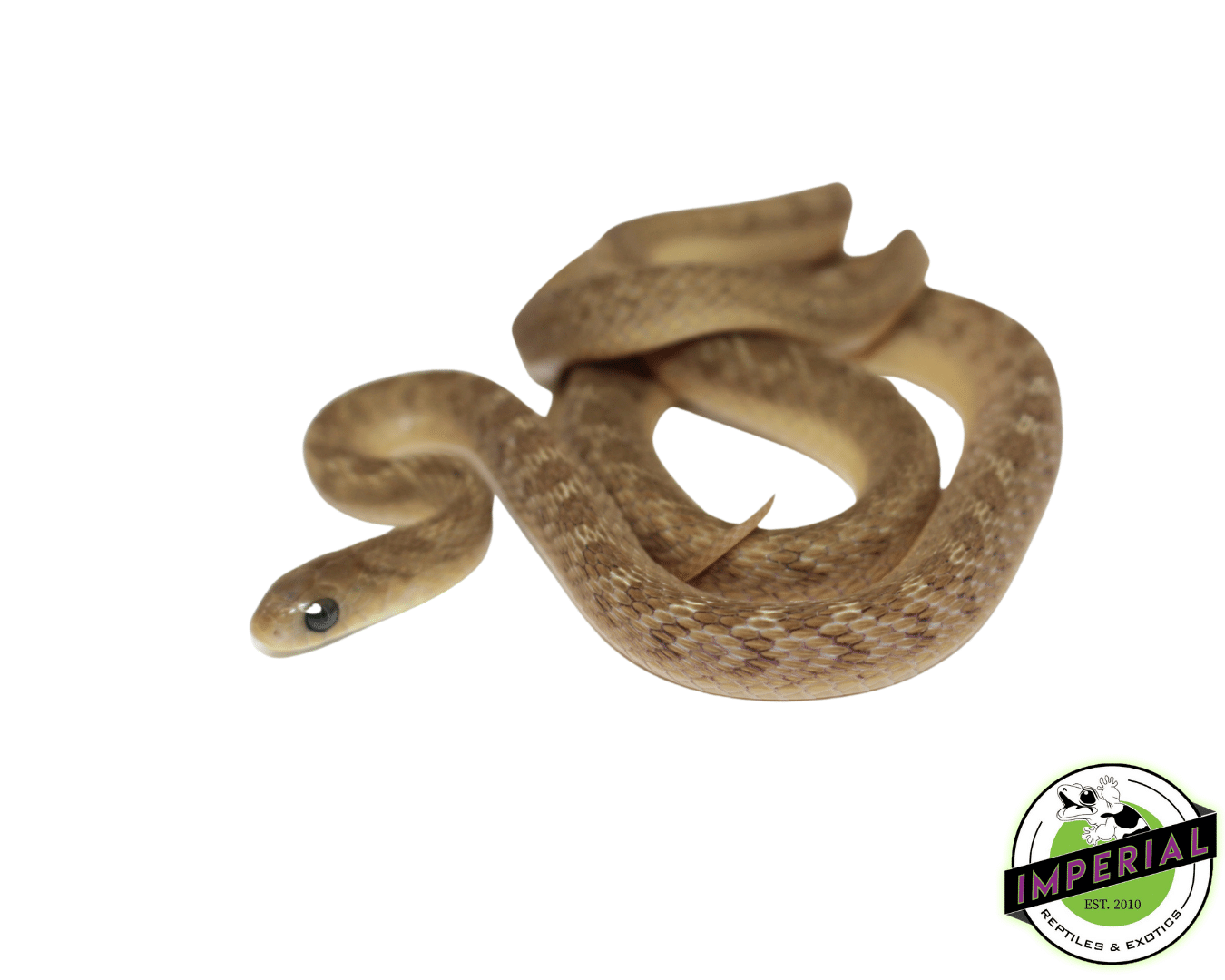 Baby Egg Eating Snake (DASYPELTIS GANSI) — image 2