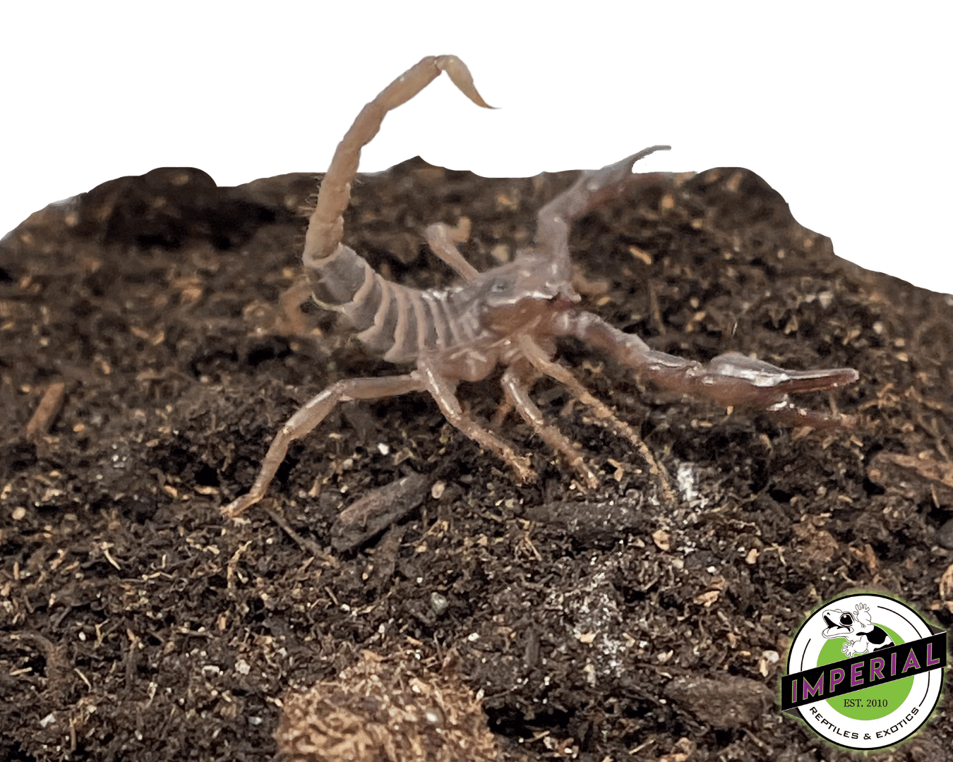 Baby Emperor Scorpion