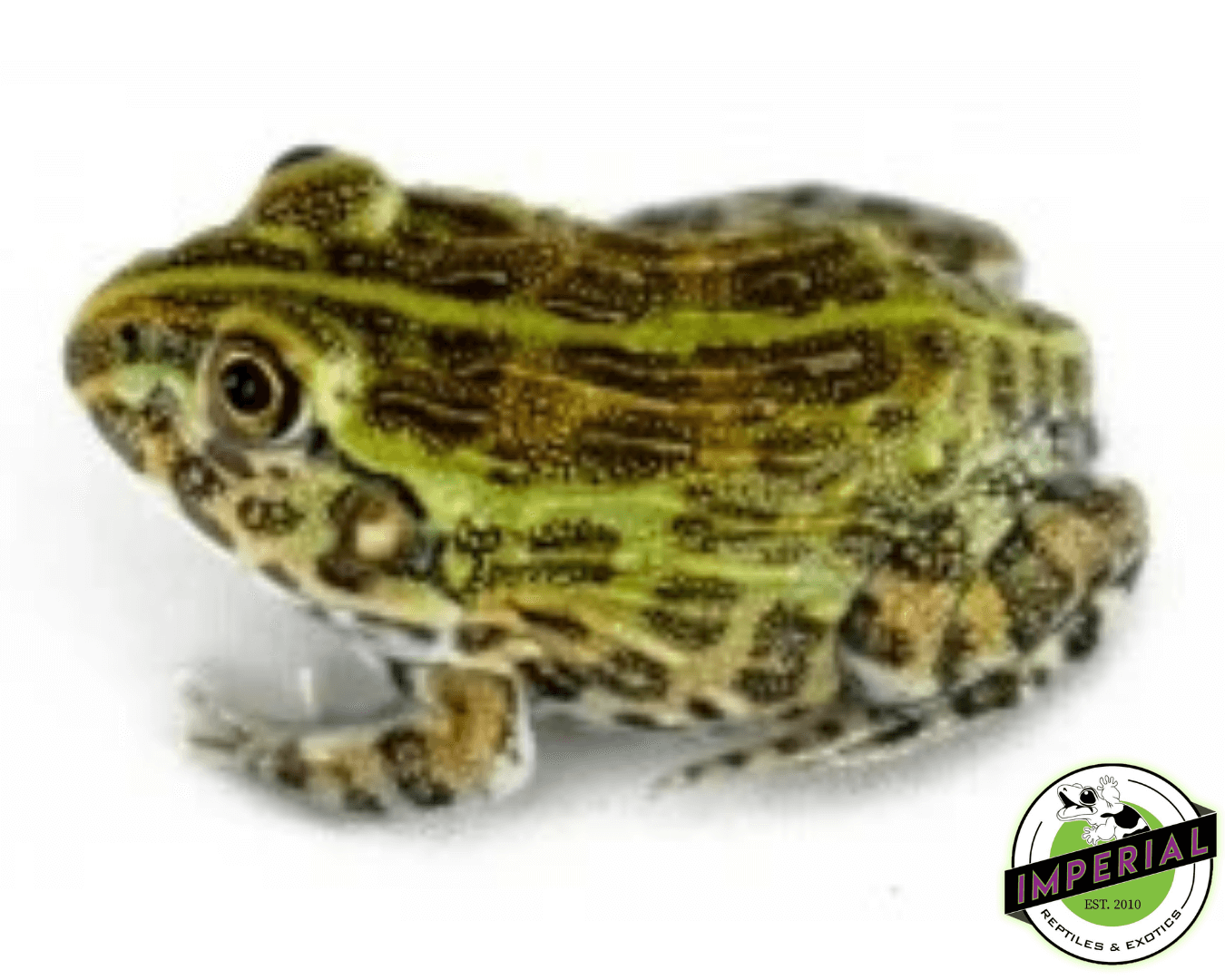 Baby Giant Pixie Frog