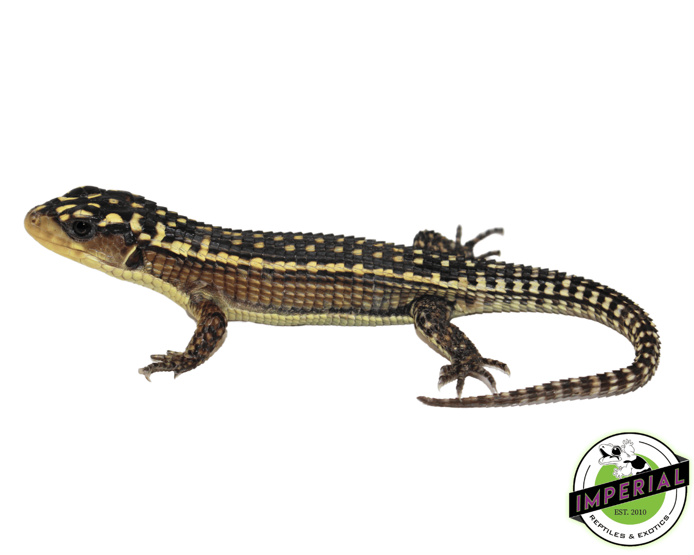 Baby Giant Plated Lizard