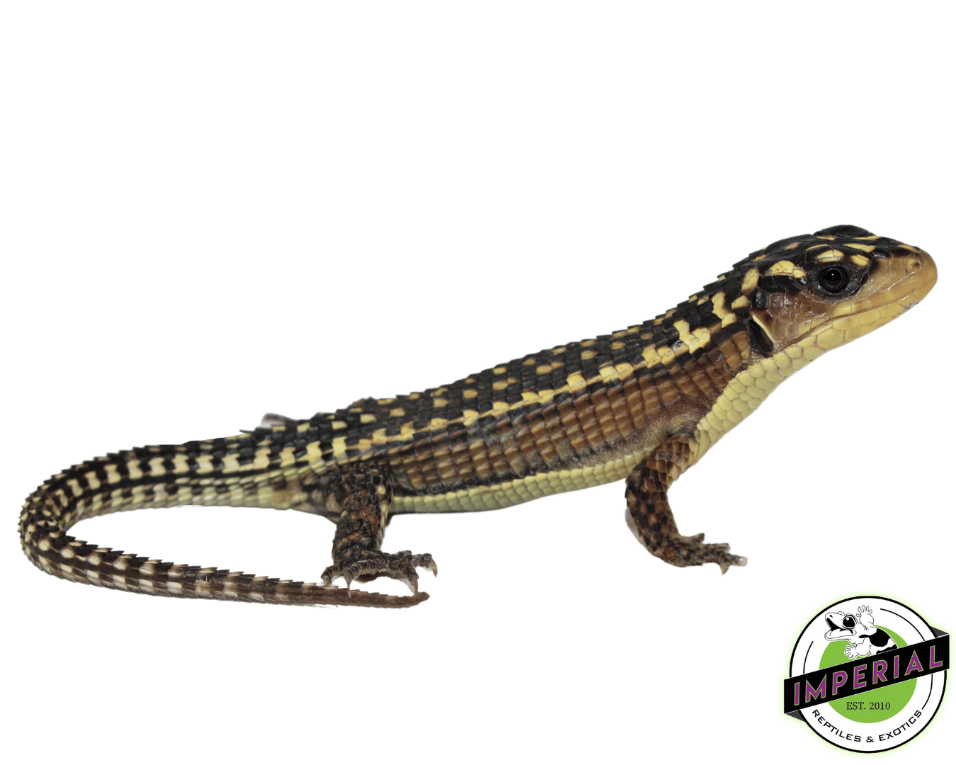 Baby Giant Plated Lizard — image 2
