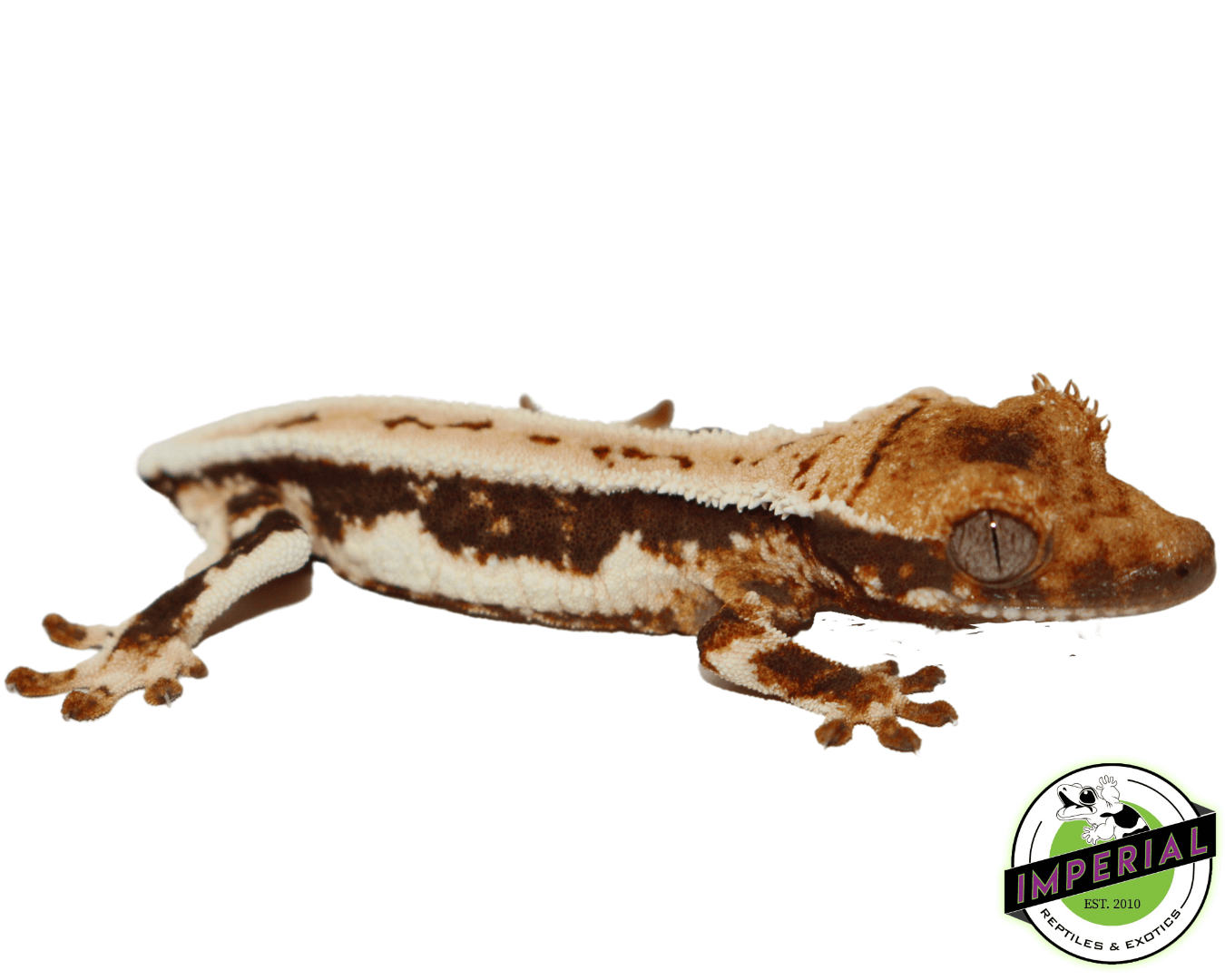 Baby Lilly White Crested Gecko #1