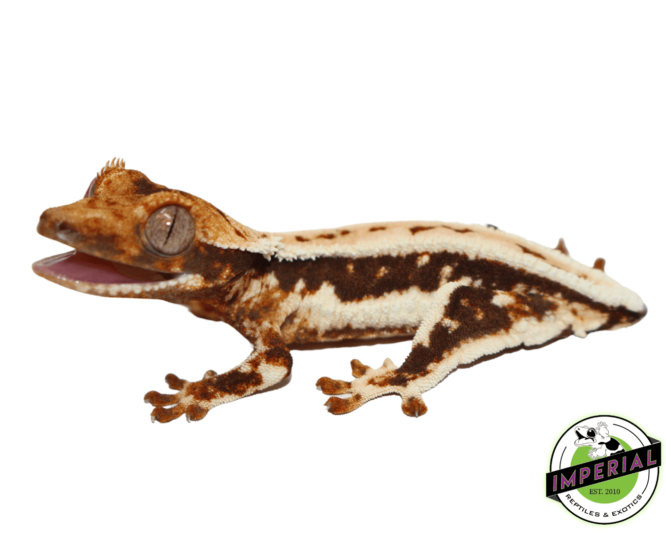 Baby Lilly White Crested Gecko #1 — image 2