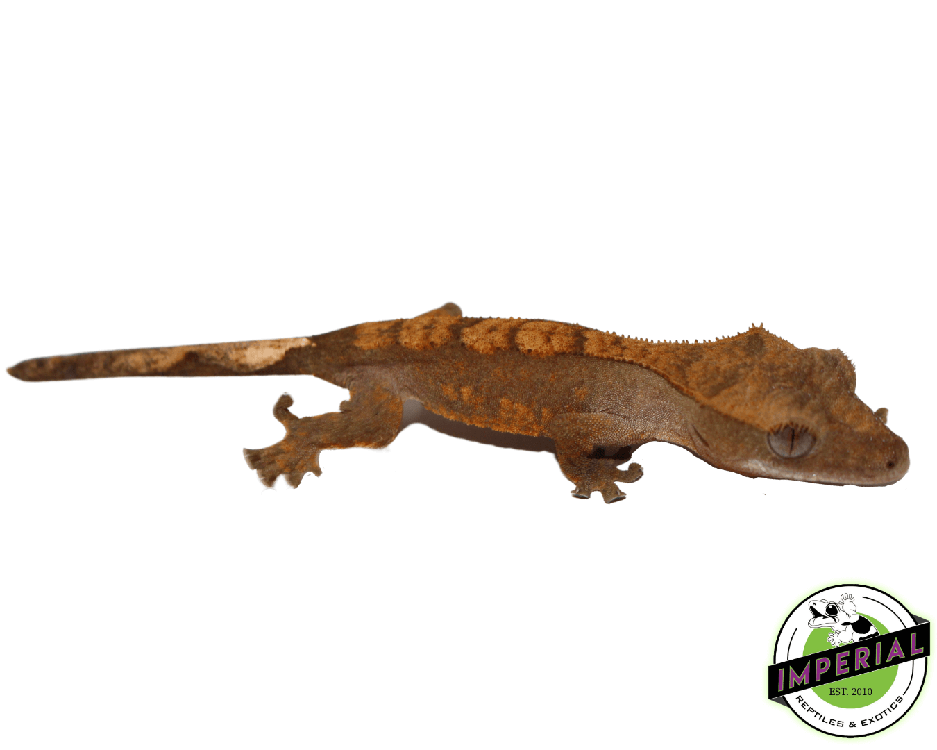 Baby Nip-Tail Premium Crested Geckos — image 2