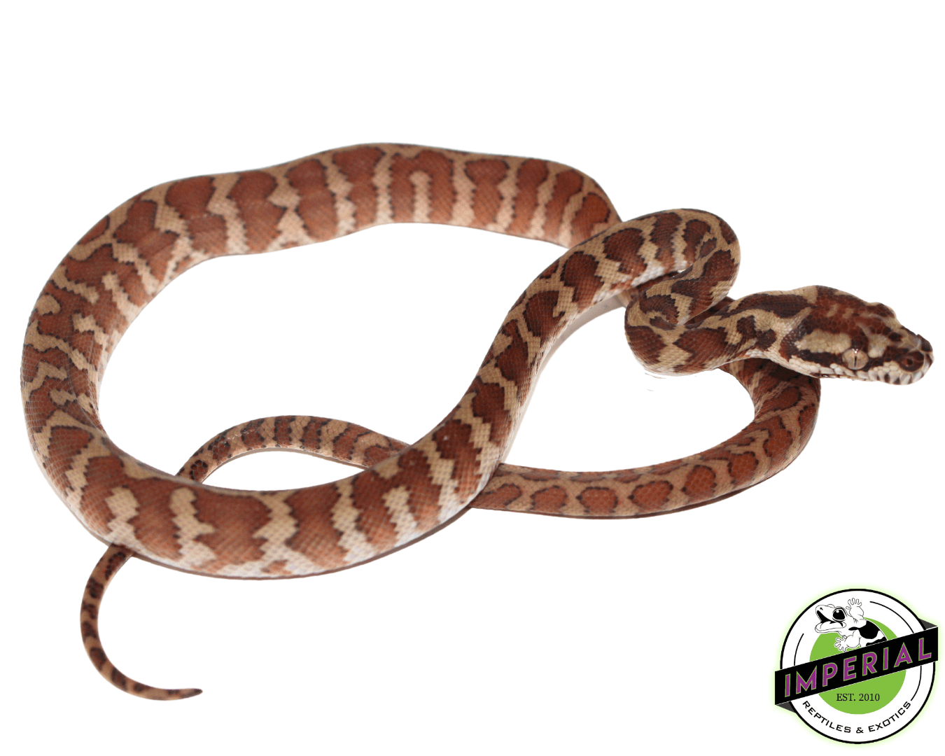 Baby Papuan Carpet Python