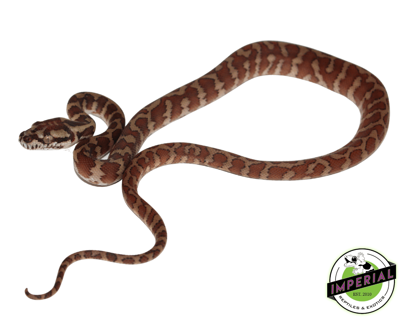 Baby Papuan Carpet Python — image 2
