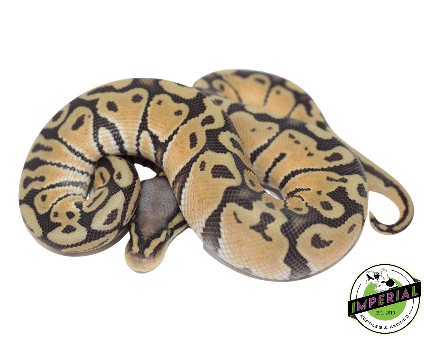 Baby Pastel Ghost Ball Python — image 2