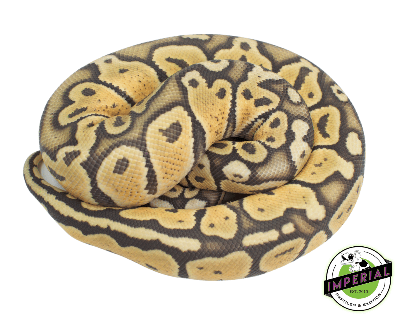 Baby Pastel Ghost Ball Python — image 3