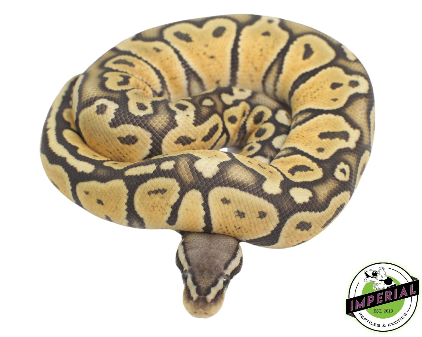 Baby Pastel Ghost Ball Python