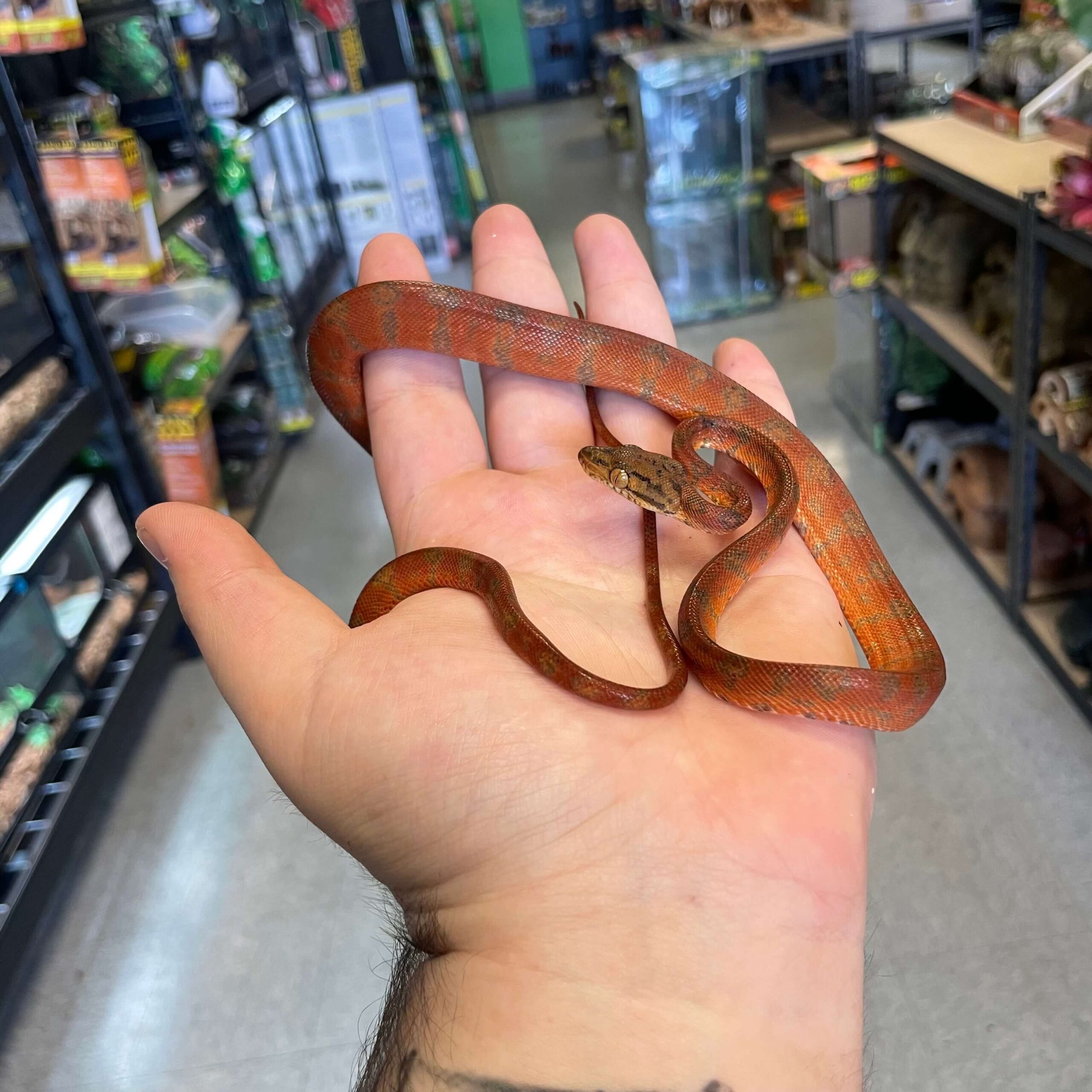 Baby RED Amazon Tree Boa — image 2