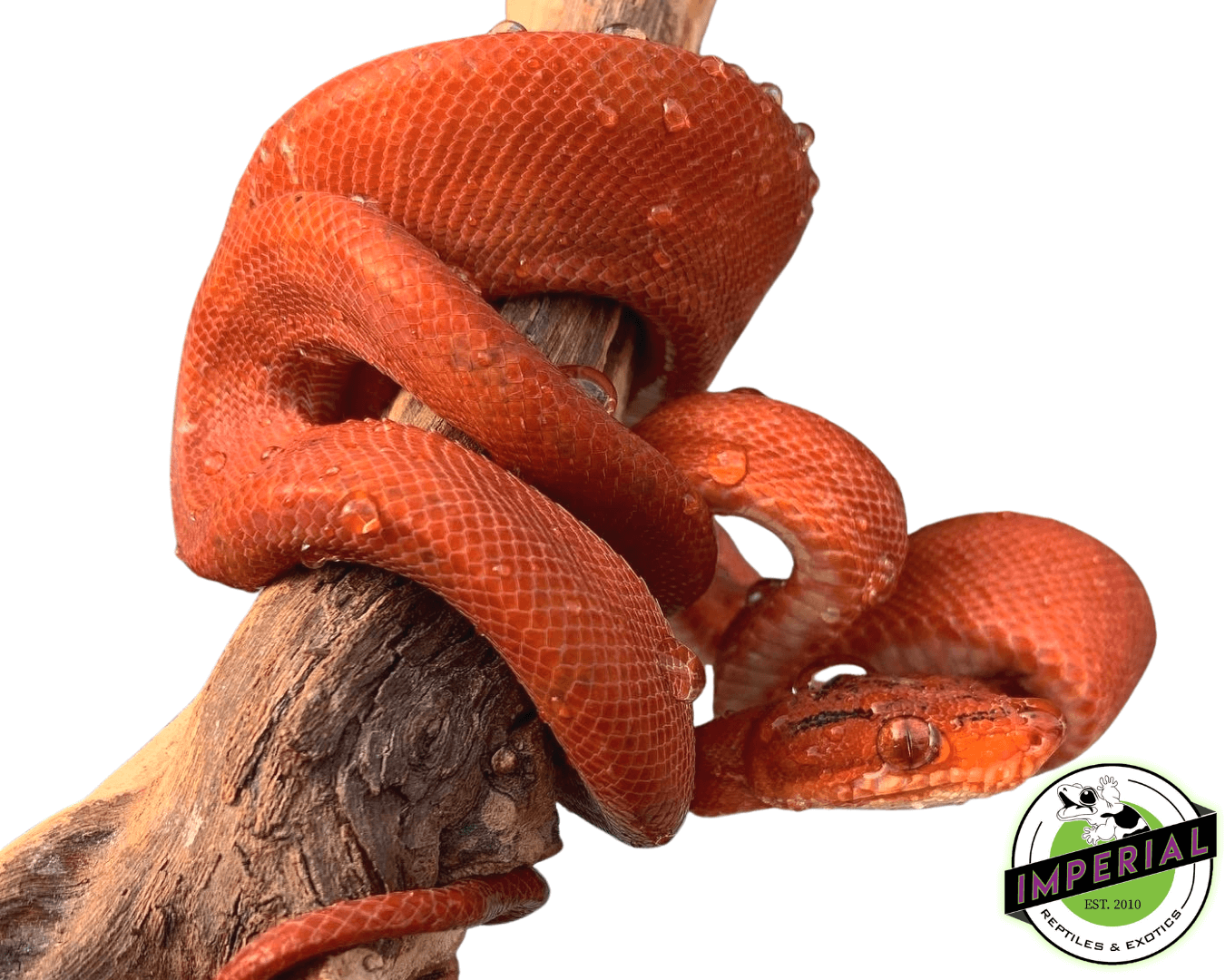 Baby RED Amazon Tree Boa