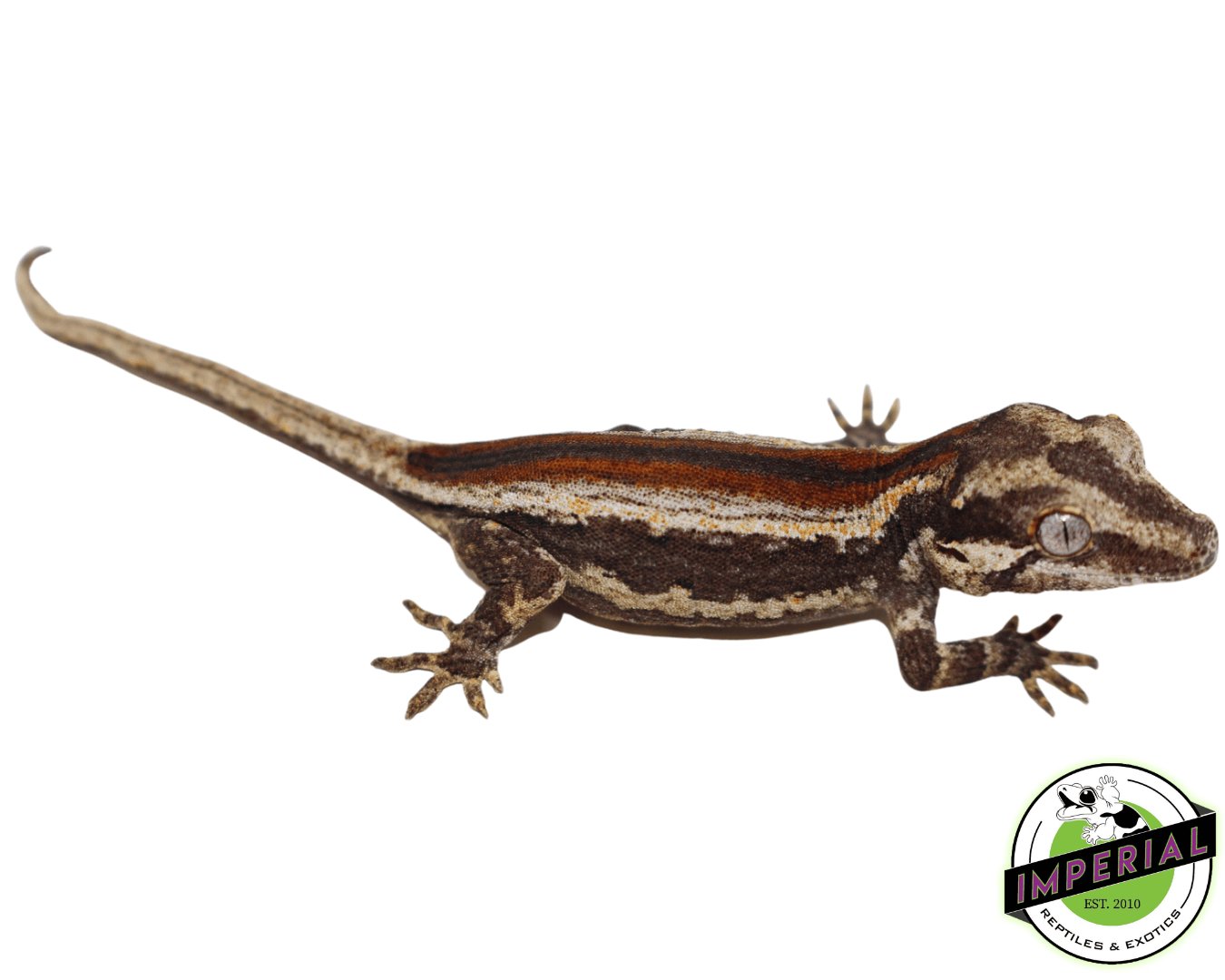 Baby Red Stripe Gargoyle Gecko (#32323-01)