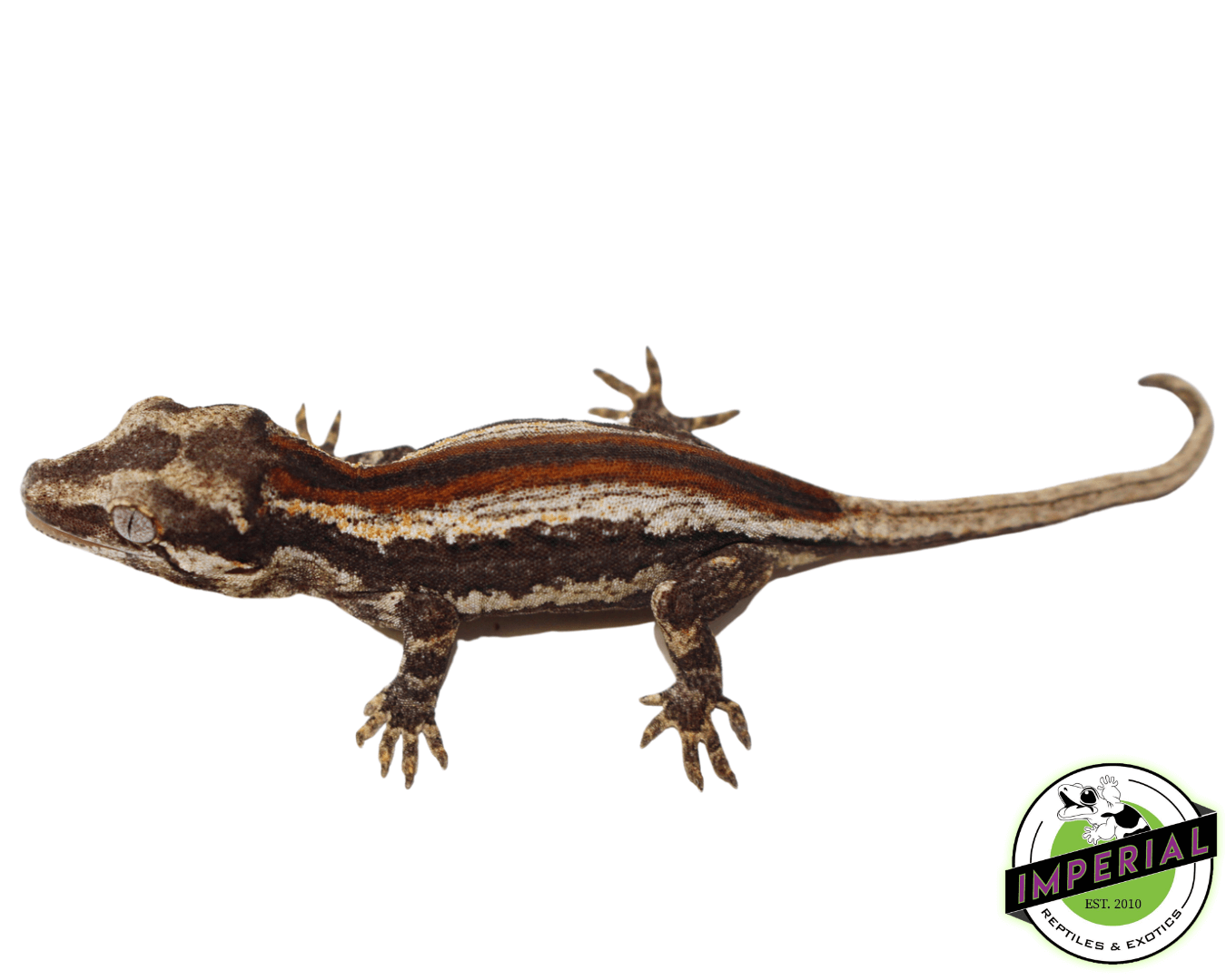 Baby Red Stripe Gargoyle Gecko (#32323-01) — image 2