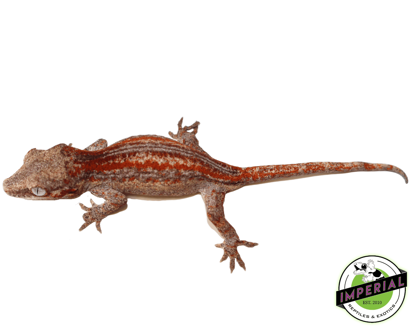 Baby Red Stripe Gargoyle Gecko (#32323-02)