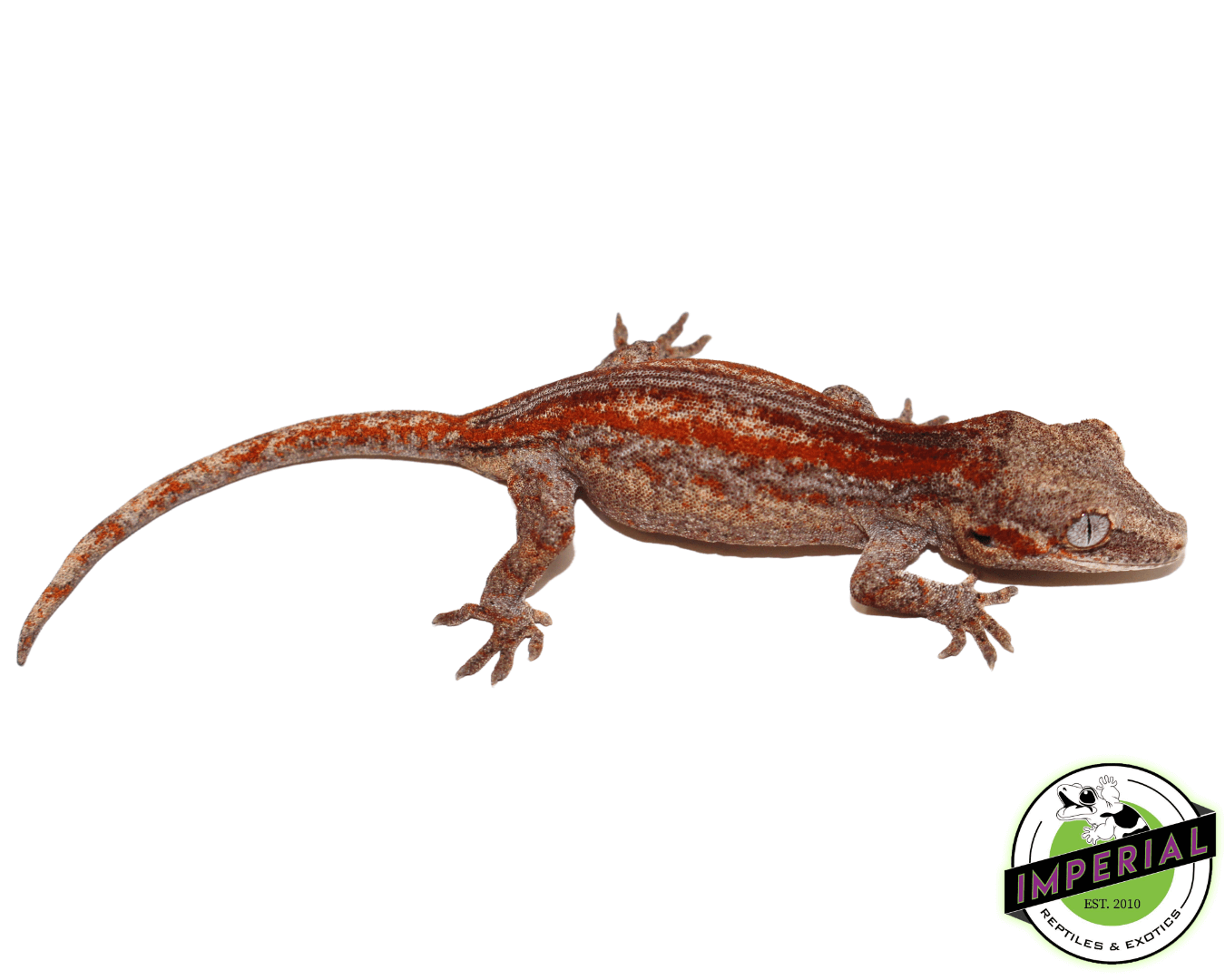 Baby Red Stripe Gargoyle Gecko (#32323-02) — image 2