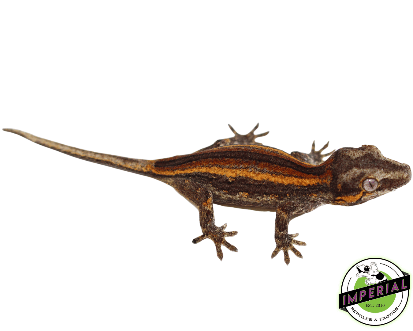 Baby Red Stripe Gargoyle Gecko