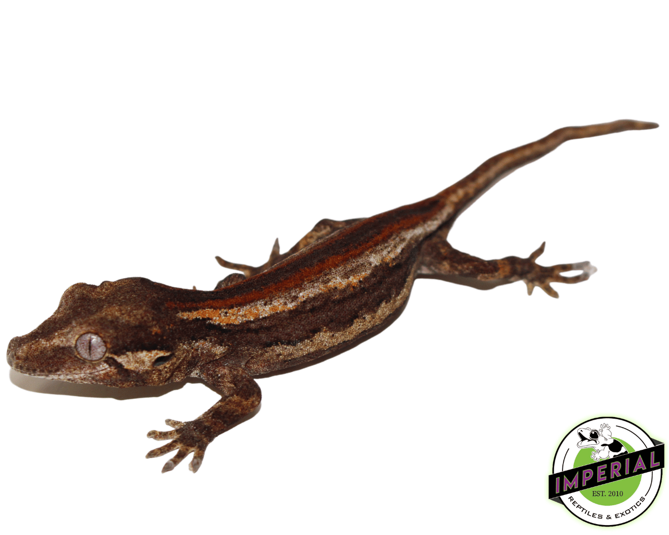 Baby Red Stripe Gargoyle Gecko — image 2