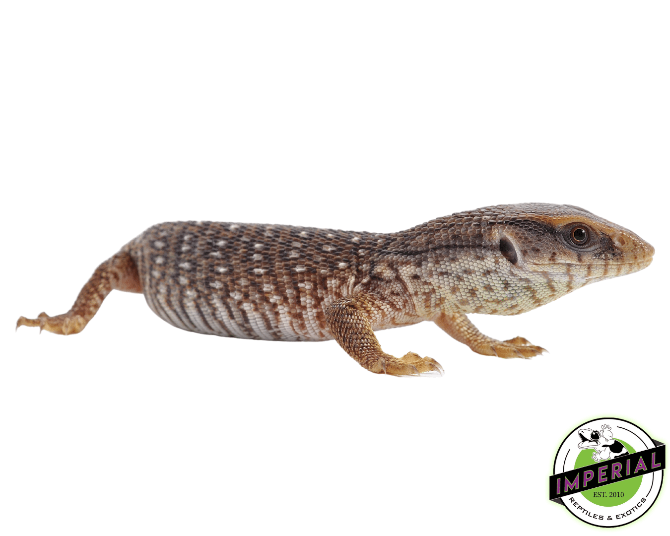 Baby Savannah Monitor