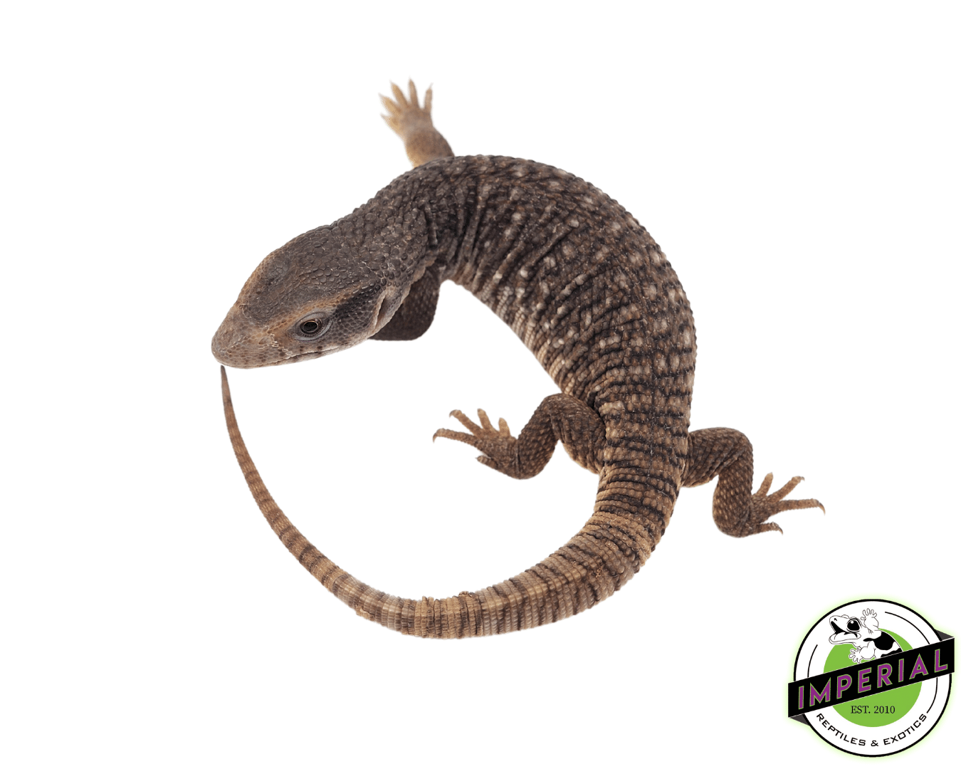 Baby Savannah Monitor — image 2