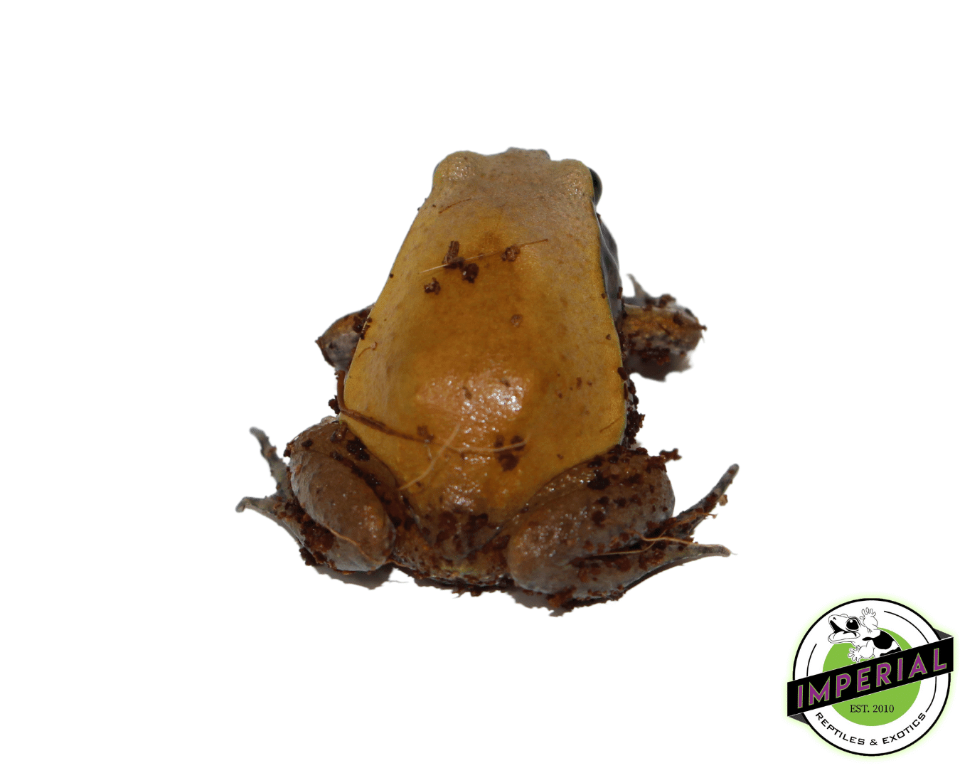 Baby Tomato Frog — image 3
