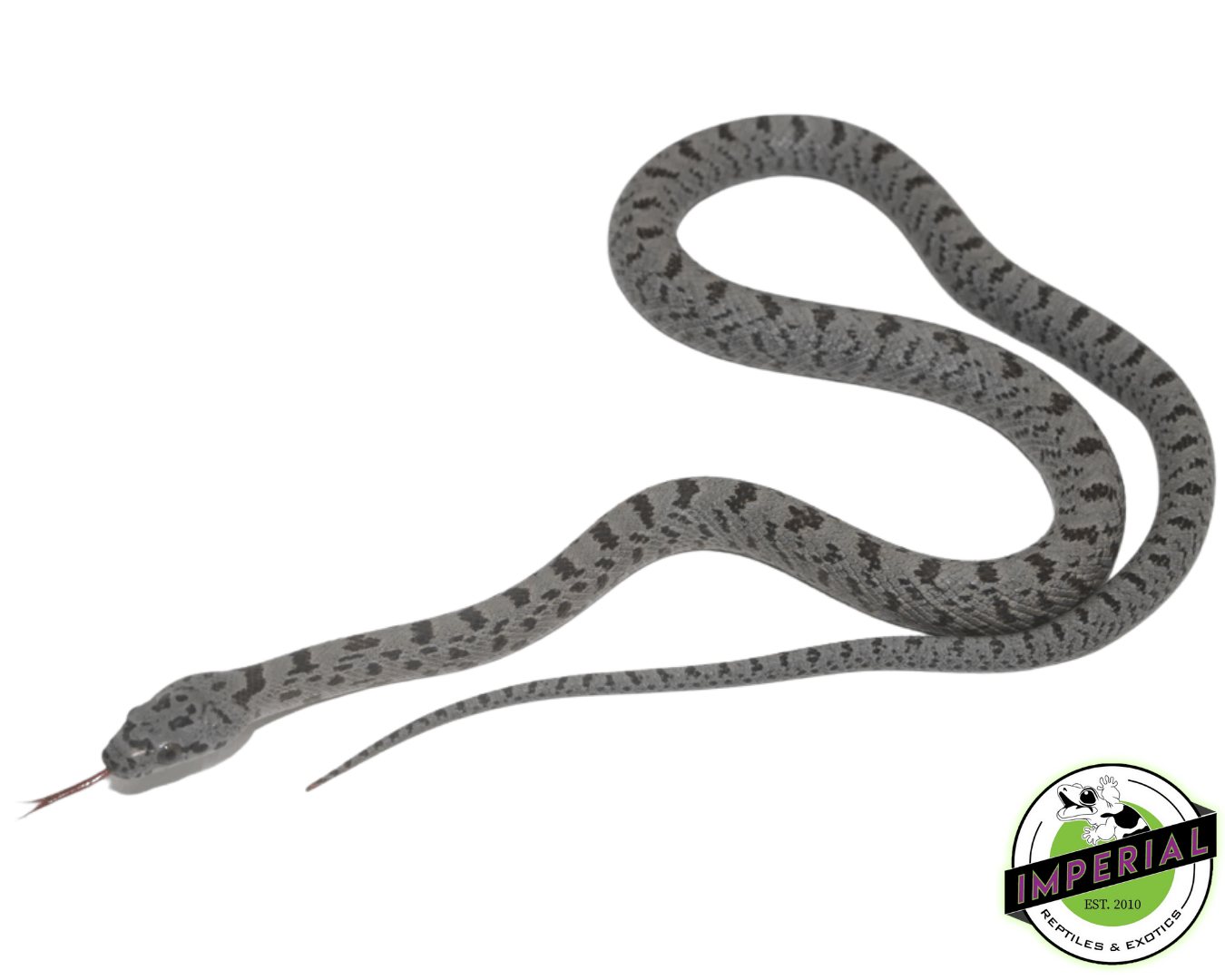 Bairds Rat Snake