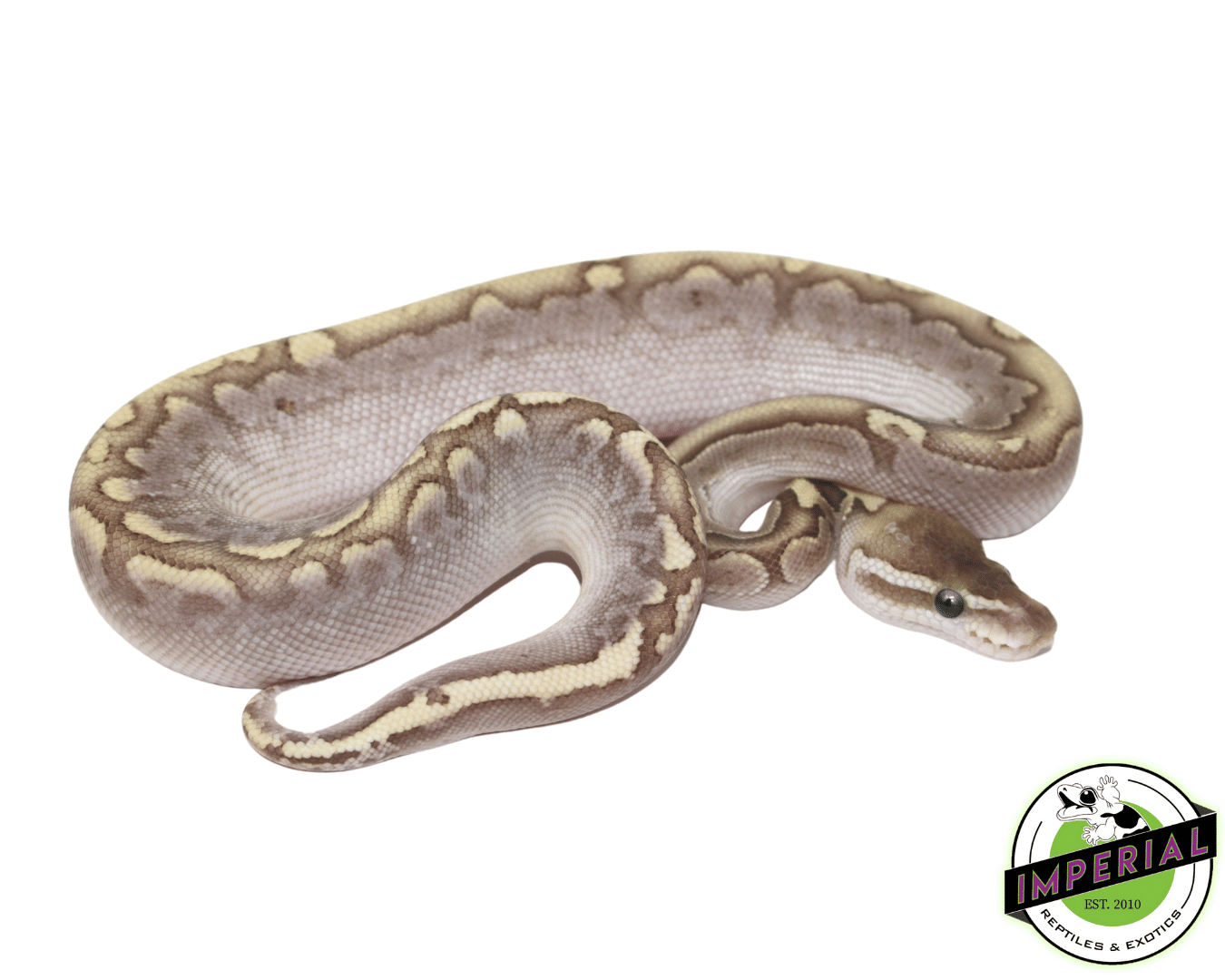 Bamboo Ball Python