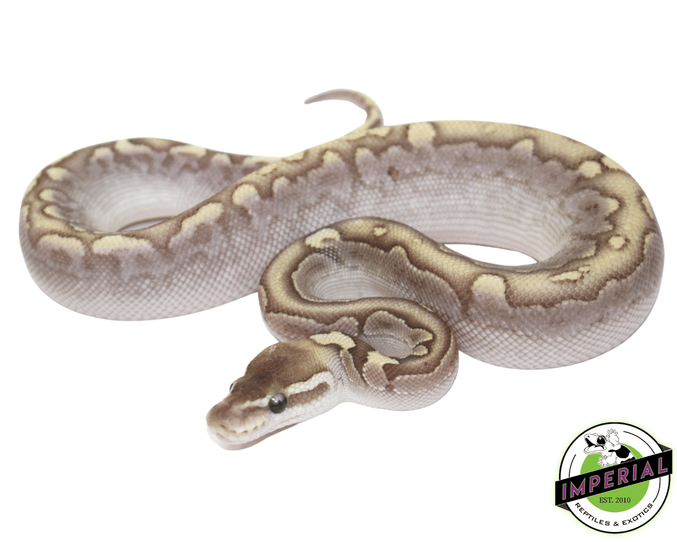 Bamboo Ball Python — image 2