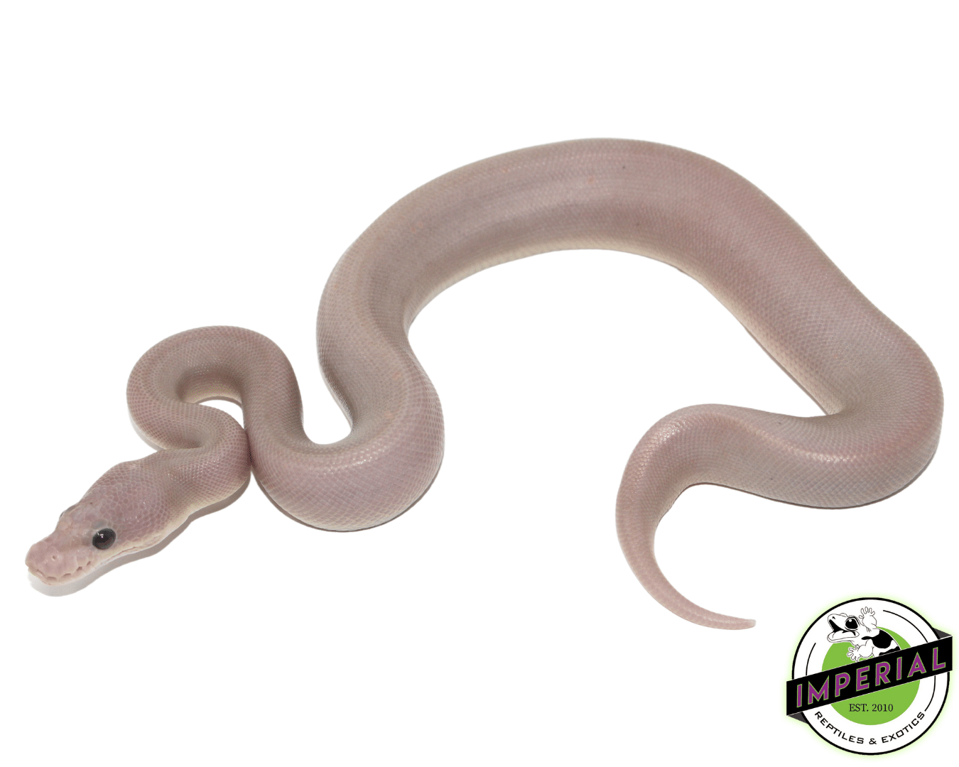 Banana 8 Ball Python Baby — image 2