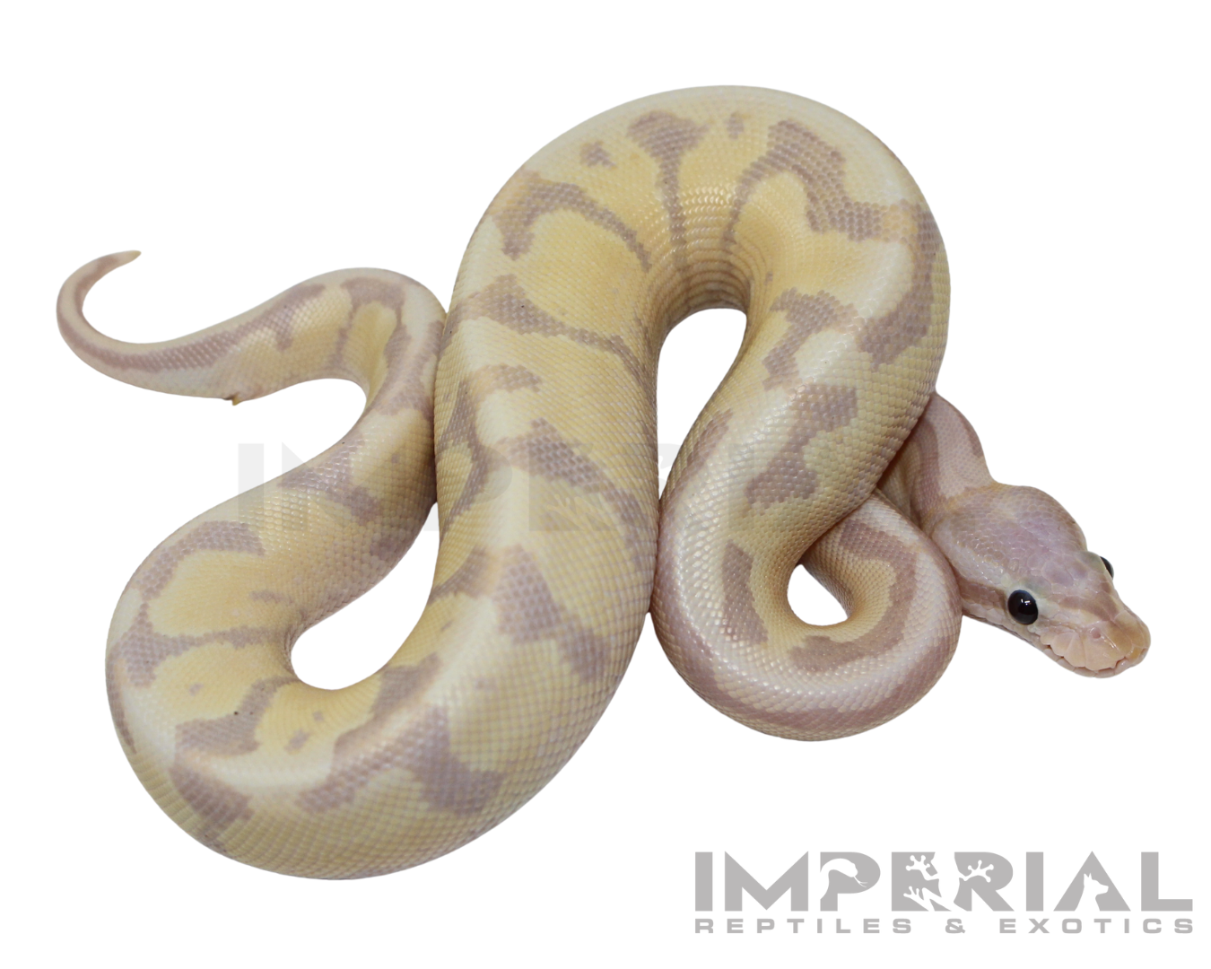 Banana Amoretti Ball Python
