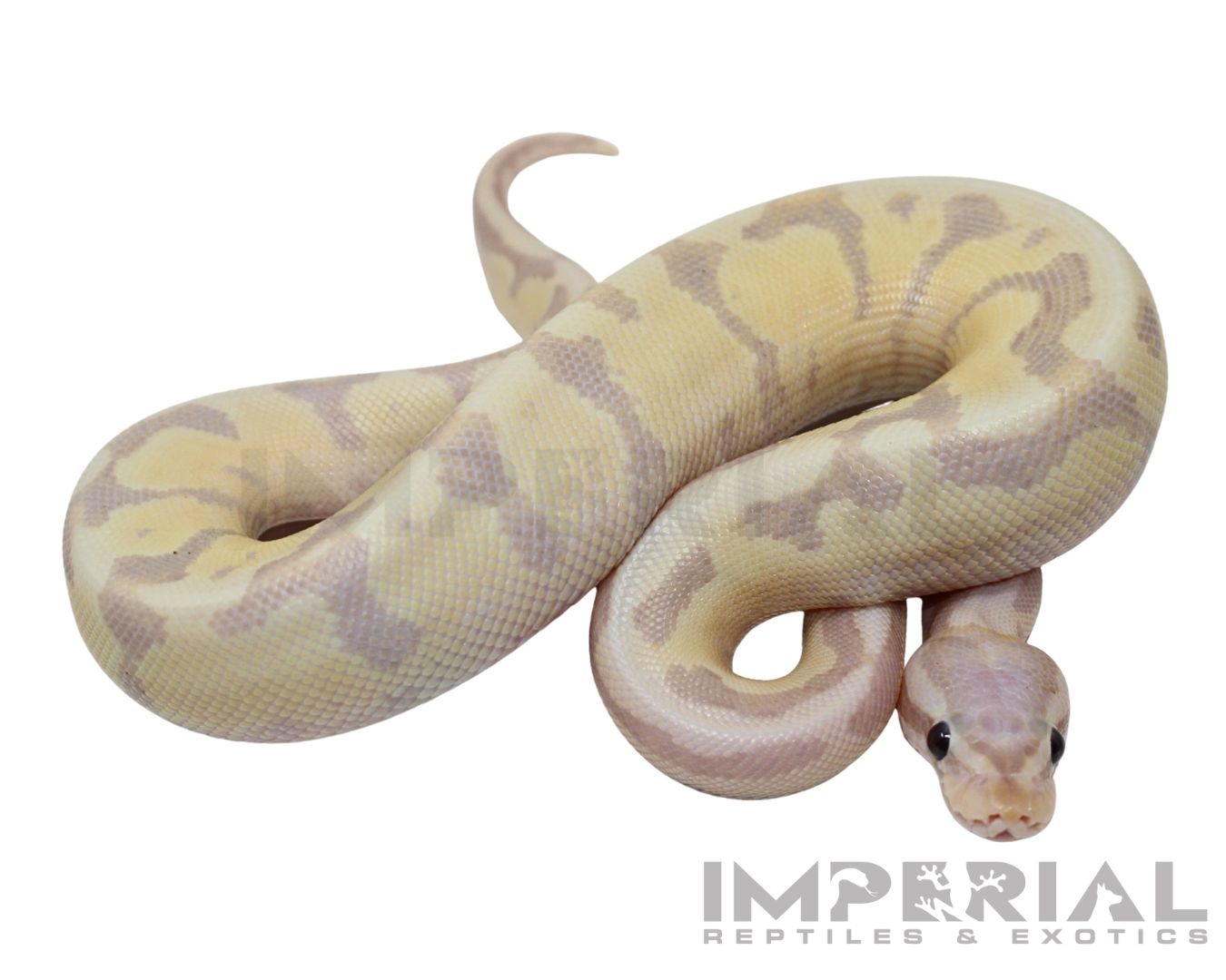 Banana Amoretti Ball Python — image 2