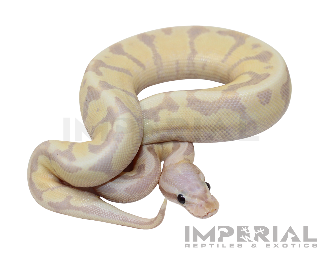 Banana Amoretti Ball Python — image 3