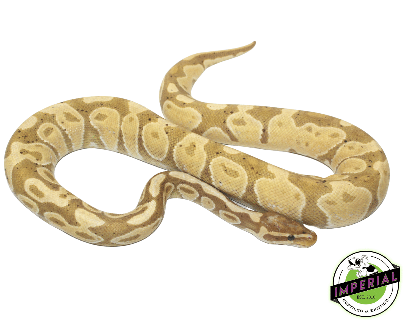Banana Ball Python Adult