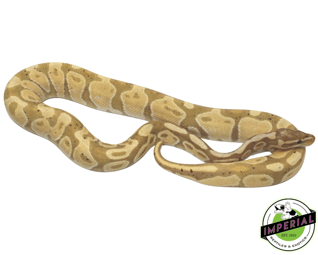 Banana Ball Python Adult — image 2