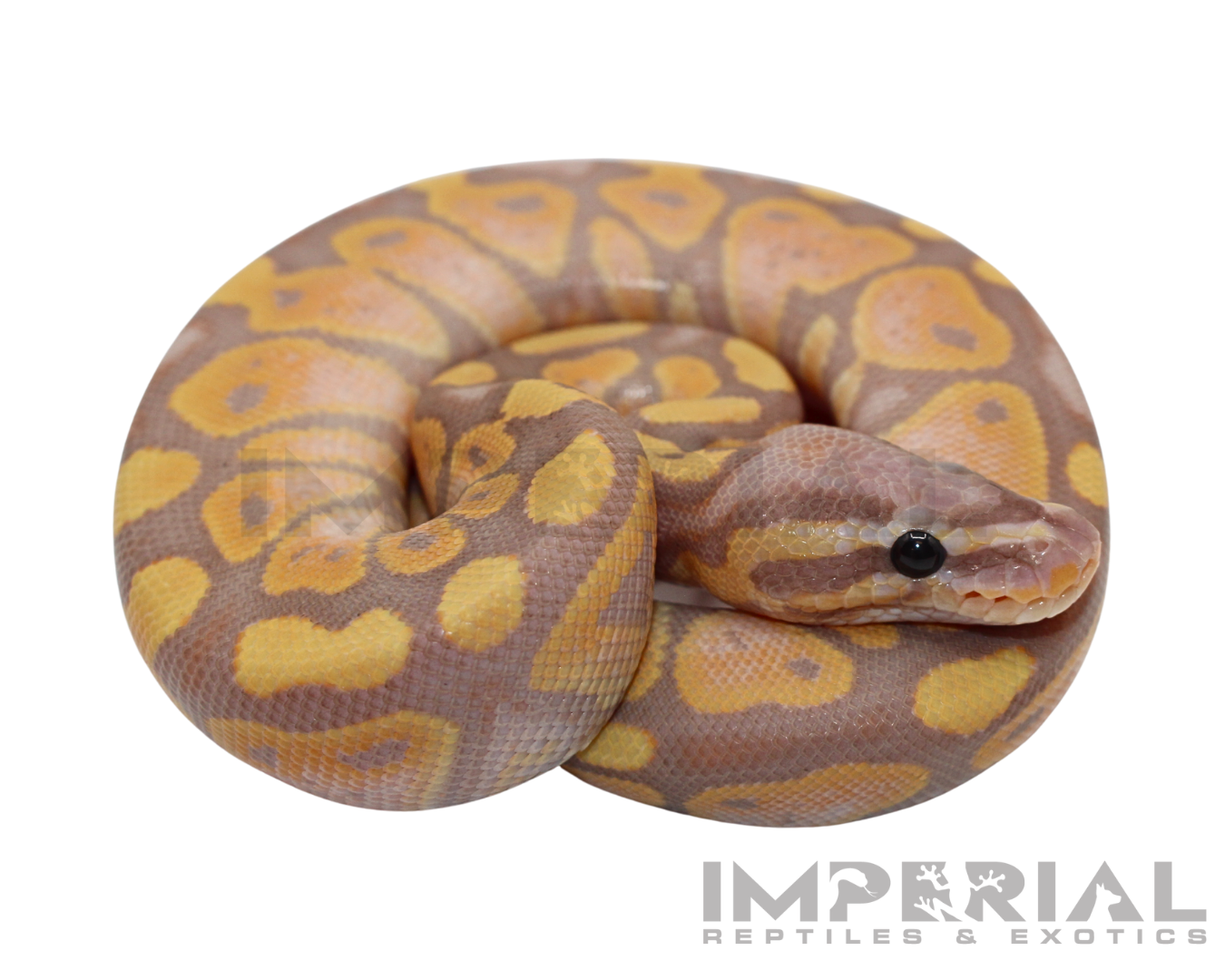 Banana Ball Python — image 2