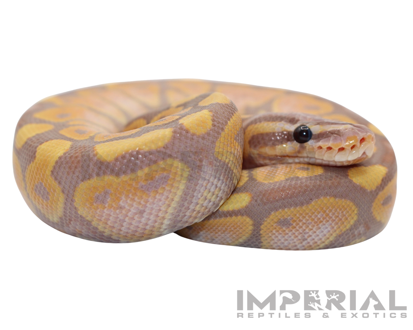 Banana Ball Python — image 3