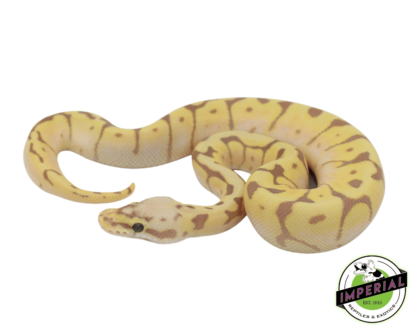 Banana Bee Ball Python Baby