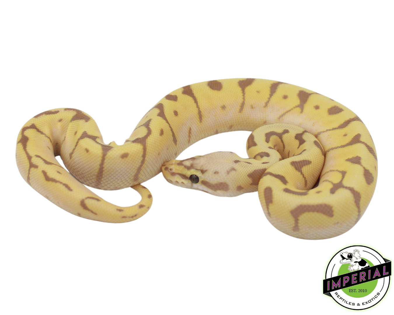 Banana Bee Ball Python Baby — image 2