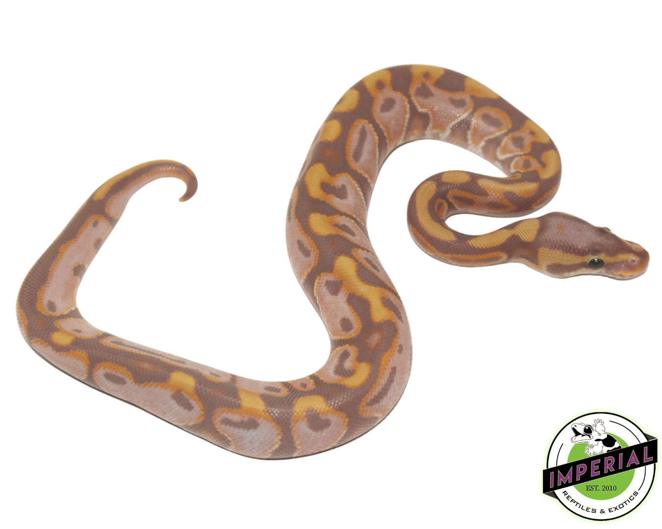 Banana Black Pastel Enchi Ball Python Baby — image 2